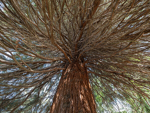 Mammutbaum (Sequoioidea), Sicht von unten in die Krone, Offenbach am Main...