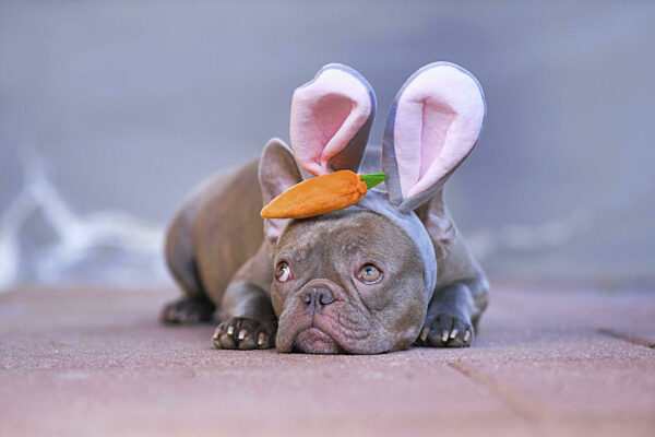 Adorable lila französische Bulldogge gekleidet als Osterhase trägt Kostüm...