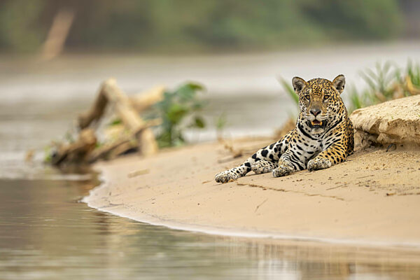 Jaguar (Panthera onca), liegt am Ufer im Sand, Nord-Pantanal...