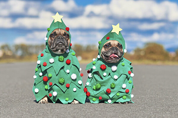 Lustiges Paar französischer Bulldoggen in festlichen Weihnachtsbaumkostümen...