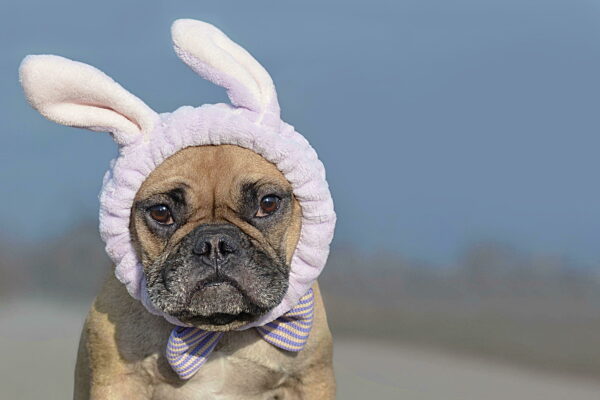 Lustig aussehende Französische Bulldogge weiblichen Hund gekleidet mit...