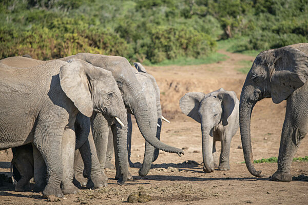 Gruppe von Elefanten in der Natur gesehen...