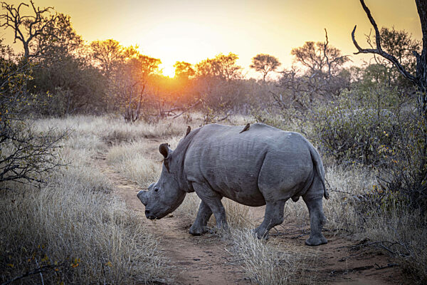 Gehendes Breitmaulnashorn (Ceratotherium simum) mit abgesägtem Horn und...
