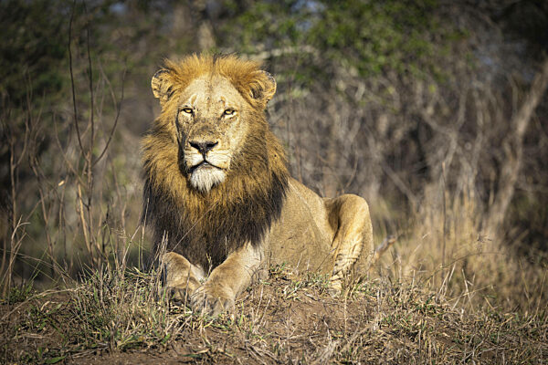 Männlicher Löwe (Panthera Leo) liegt auf Hügel, Balule Plains...