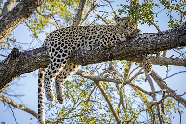 Afrikanischer Leopard, Panthera pardus, liegt auf Baum...