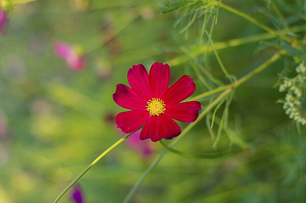 Rote Cosmos Blumen Garten. Cosmos Blumen blühen im Garten...
