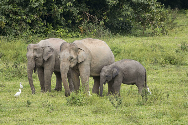 Indische Elefanten (Elephas maximus indicus), Khiri Khan, Hua Hin...
