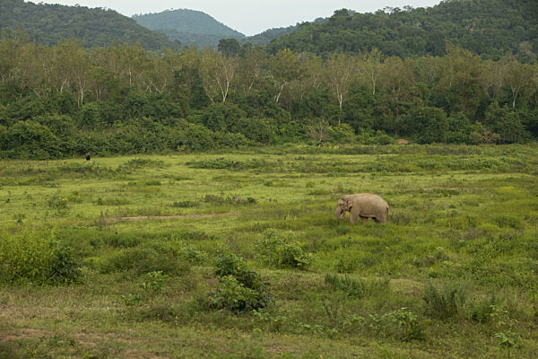 Indischer Elefant (Elephas maximus indicus), Khiri Khan, Hua Hin...