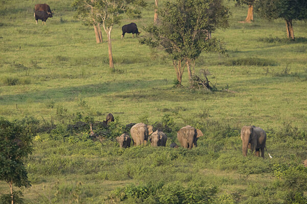 Indische Elefanten (Elephas maximus indicus) und Gaur (Bos gaurus)...