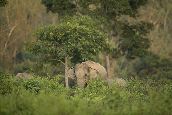 Indische Elefanten (Elephas maximus indicus), Khiri Khan, Hua Hin...