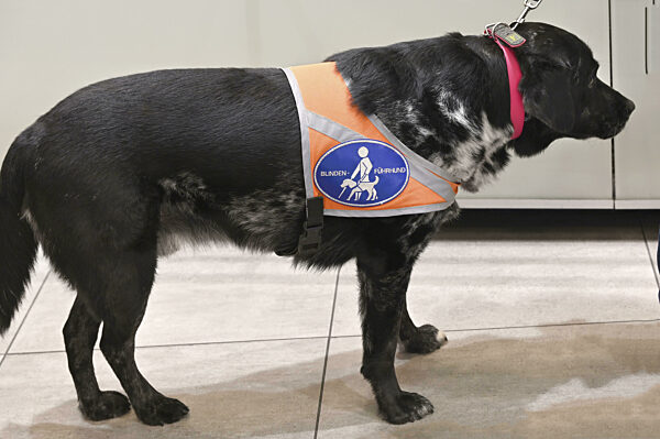 Blindenhund begleitet sein Herrchen beim Einkauf, Bayern, Deutschland, Europa