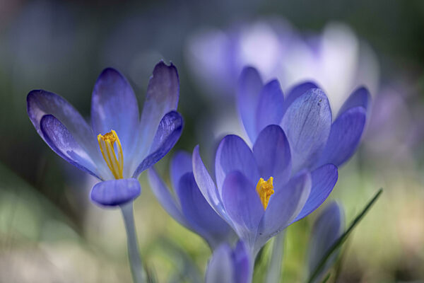 Elfenkrokus (Crocus tommasianus), Emsland, Niedersachsen, Deutschland, Europa