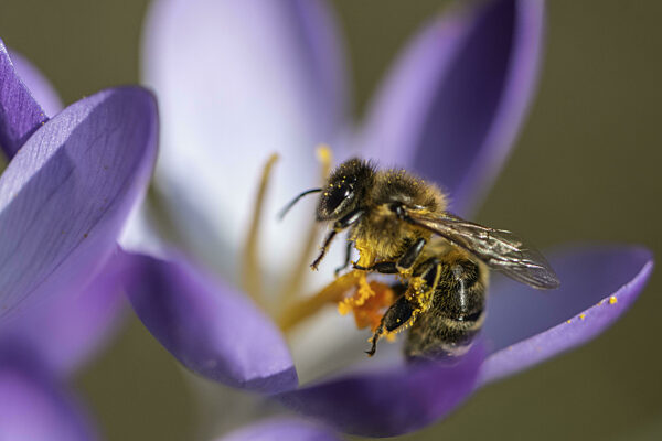 Elfenkrokus (Crocus tommasinianus) mit Honigbiene (Apis mellifera), Emsland...