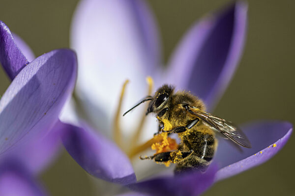 Elfenkrokus (Crocus tommasinianus) mit Honigbiene (Apis mellifera), Emsland...