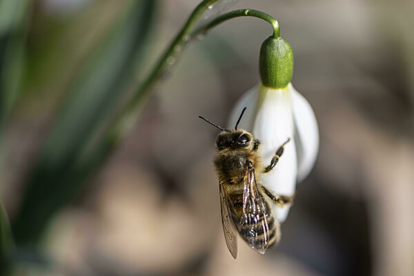 Schneeglöckchen (Galanthus nivalis) mit Honigbiene (Apis mellifera), Emsland...