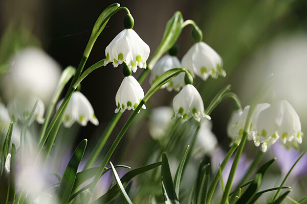 Schöne Märzenbecher (Leucojum vernum), Anfang März, Deutschland, Europa