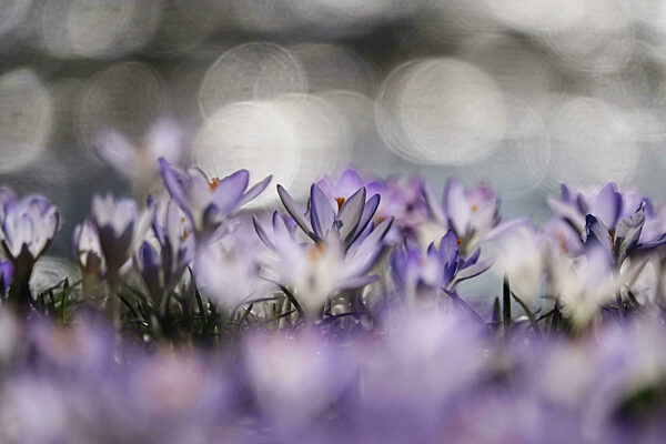 Krokusblüte mit schönem Bokeh, Anfang März, Deutschland, Europa