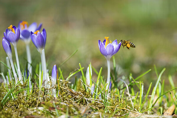 Blühende Krokusse (Crocus) im Garten im Frühling an einem sonnigen Tag...