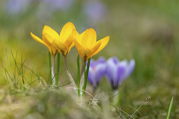 Blühende Krokusse (Crocus) im Garten im Frühling an einem sonnigen Tag...