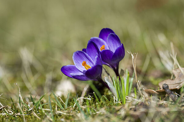 Blühende Krokusse (Crocus) im Garten im Frühling an einem sonnigen Tag...