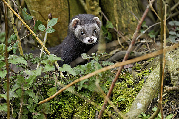 Europäischer Iltis (Mustela putorius) oder Waldiltis...