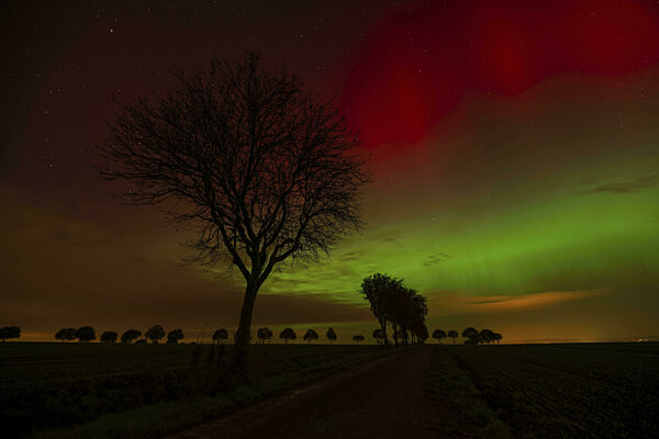 Silhouetten von Bäumen vor dem rot-grünen Schein von Polarlichtern am Himmel...