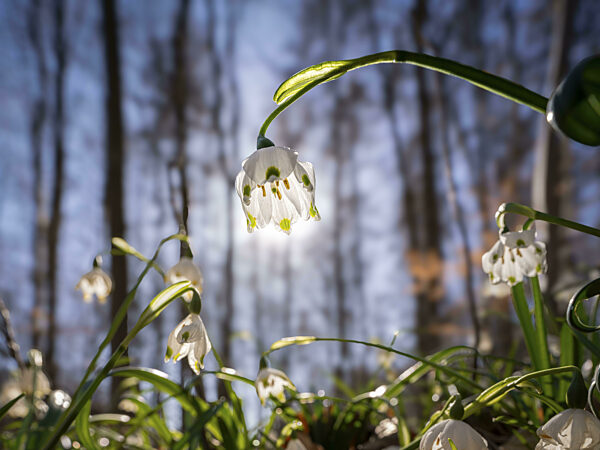 Märzenbecher (Leucojum vernum), Frühlings-Knotenblume...