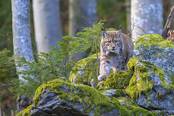 Ein Luchs (Lynx lynx) bewegt sich über mit Moos bedeckte Felsen in einem...