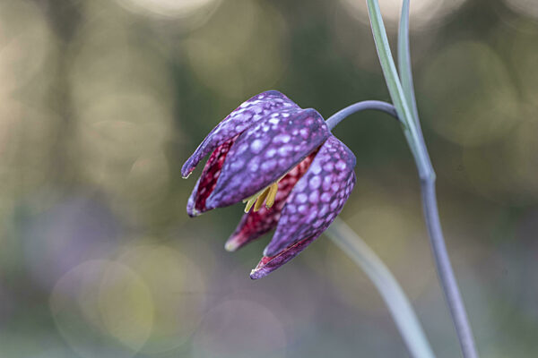 Schachbrettblume (Fritillaria meleagris), Emsland, Niedersachsen...