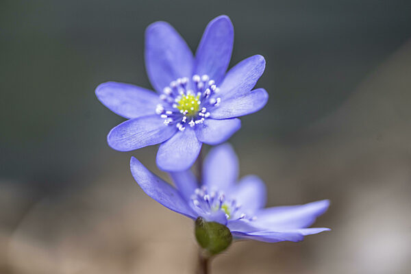 Leberblümchen (Hepatica nobilis), Emsland, Niedersachsen, Deustchalnd