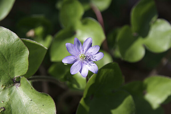 Leberblümchen (Hepatica nobilis), Blüte, blauviolett, Frühling, geschützt...