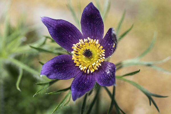 Küchenschelle (Pulsatilla vulgaris), Emsland, Niedersachsen, Deutschland, Europa