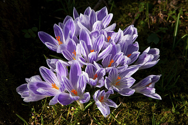 Krokus, Frühlings-Safran, Backemoor, Ostfriesland, Deutschland, Europa