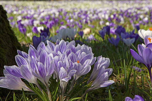 Krokusse, Frühlingskrokusse, Krokusfeld, Blütenteppich, Frühlings-Safran...