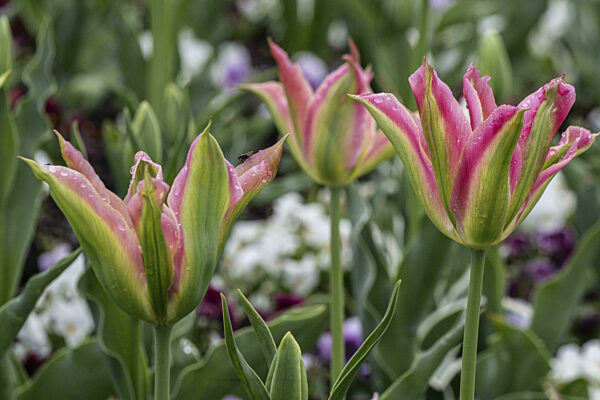 Tulpen (Tulipa Virichic), Niedersachsen, Deutschland, Europa