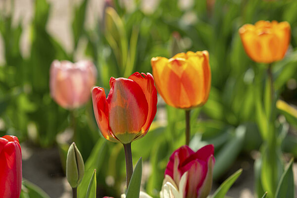 Tulpen (Tulipa) auf einem Tulpenfeld, Barwedel, Niedersachsen, Deutschland...