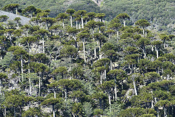 Wald mit sehr alten Chilenischen Araukarien (Araucaria araucana) im...