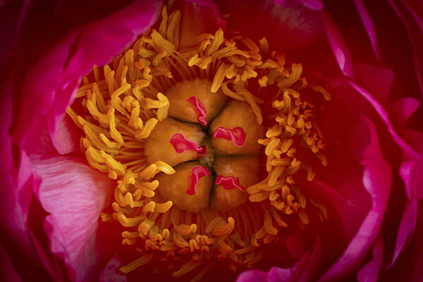 Staubgefäße, Blütenblätter, rosa Pfingstrose (Paeonia)