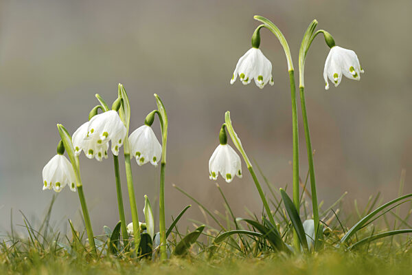 Frühlingsknotenblume (Leucojum vernum), Kundler Klamm, Kundl, Tirol...