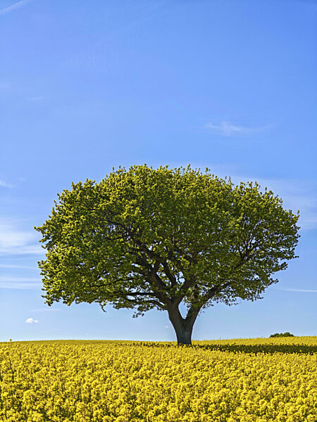 Einzelner Laubbaum in einem blühenden Rapsfeld im Frühling...