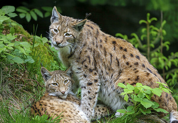 Luchse (Lynx lynx), Deutschland, Europa