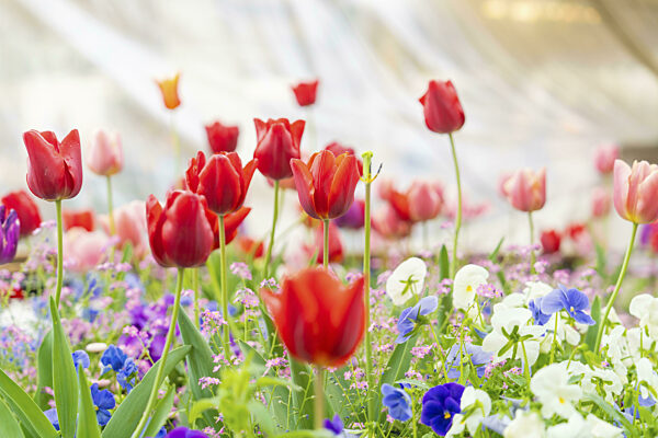 Bunter Blumengarten mit roten und weißen Tulpen...
