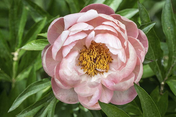 Pfingstrose (Paeonia Coral Charm), Emsland, Niedersachsen, Deutschland, Europa