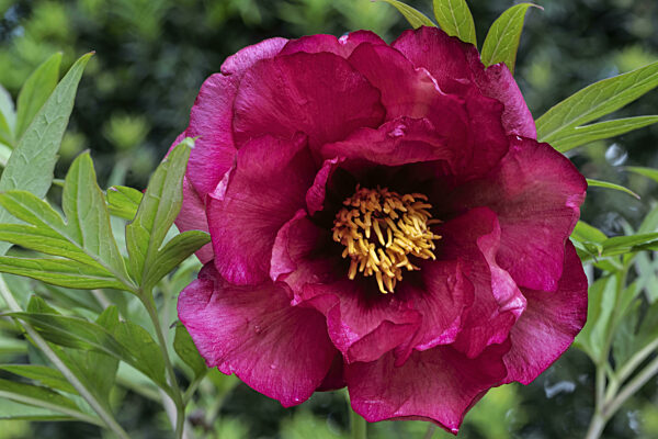 Strauchpfingstrose (Paeonia suffruticosa Banquet), Emsland, Niedersachsen...