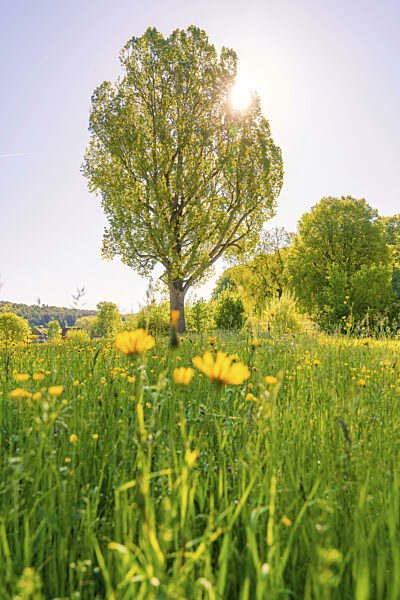 Ein Baum auf einer Wiese mit gelben Blumen im Sonnenlicht, Gechingen...