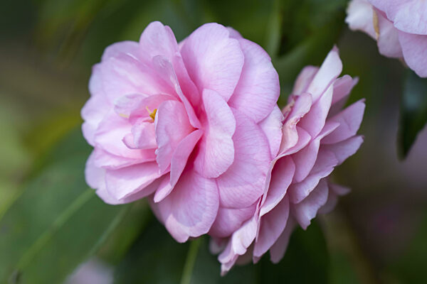 Japanische Kamelie (Camellia Japonica), einzelne Blüte, Nordrhein-Westfalen...