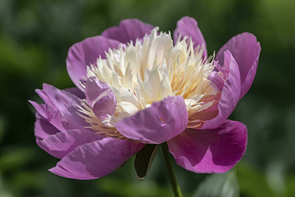 Pfingstrose (Paeonia Bowl of Beauty), Emsland, Niedersachsen, Deutschland...