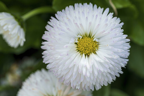 Gänseblümchen (Bellis perennis), weiße Blüte, Makro, Nordrhein-Westfalen...