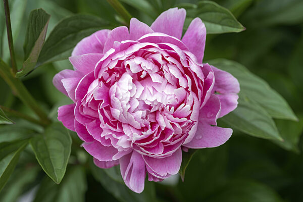 Nahaufnahme, Makro, Garten Pfingstrose (Paeonia lactiflora)...