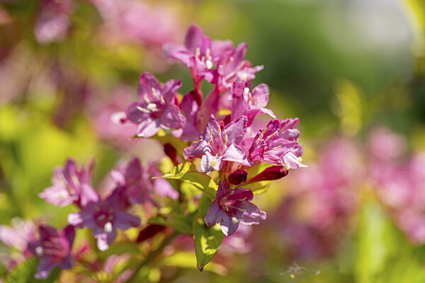 Rosa Blüten der Weigelie (Weigela) im Sonnenlicht, Ternitz, Niederösterreich...